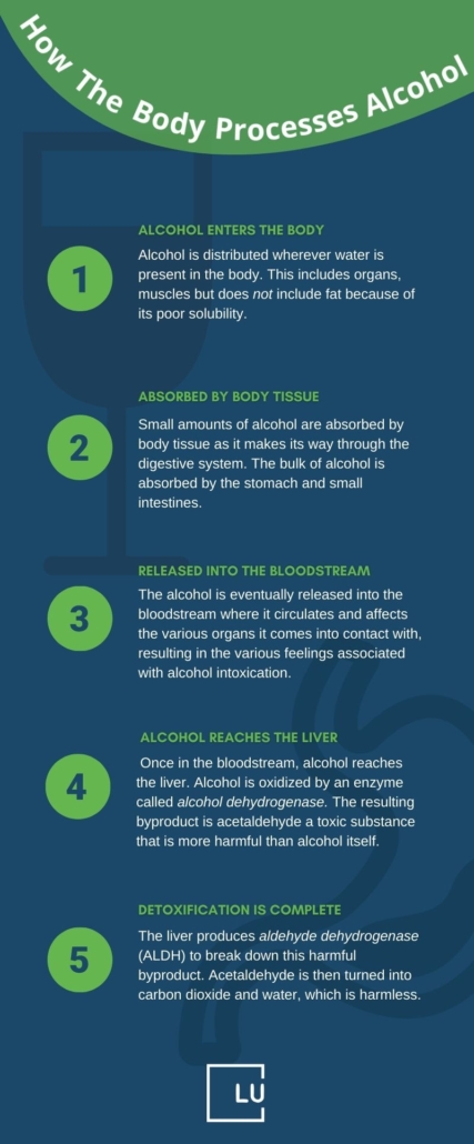 How the body process alcohol