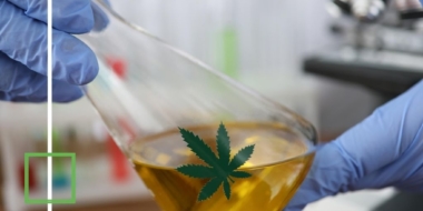 marijuana-a-type-of-controlled-substance